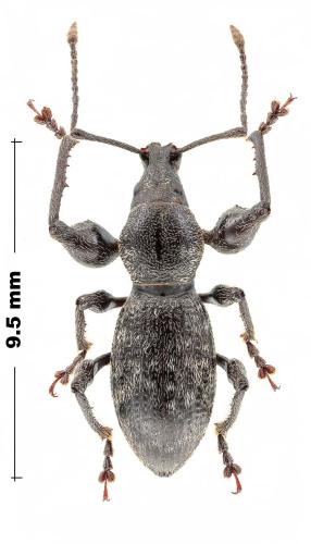 Otiorhynchus thaliarchus